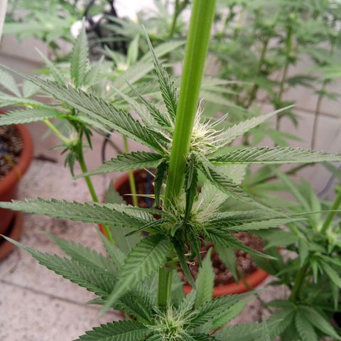 Seriotica a la GaNjaJoHnNaY growlog timeline photo