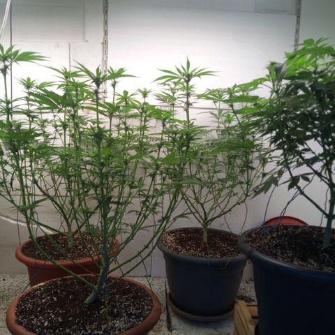 Seriotica a la GaNjaJoHnNaY growlog timeline photo