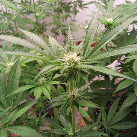 Seriotica a la GaNjaJoHnNaY growlog timeline photo
