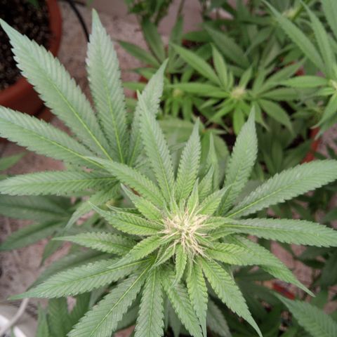 Seriotica a la GaNjaJoHnNaY growlog timeline photo