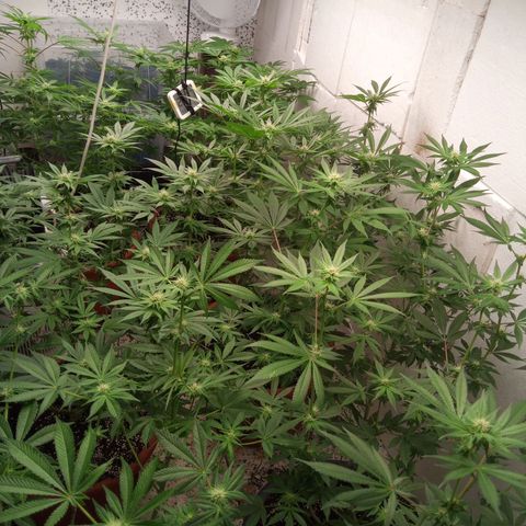 Seriotica a la GaNjaJoHnNaY growlog timeline photo