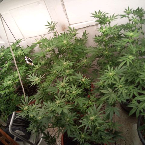 Seriotica a la GaNjaJoHnNaY growlog timeline photo