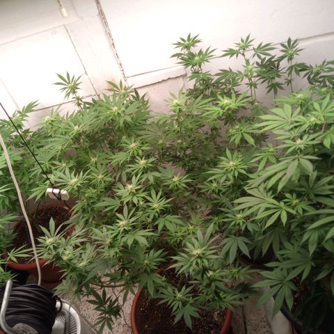 Seriotica a la GaNjaJoHnNaY growlog timeline photo