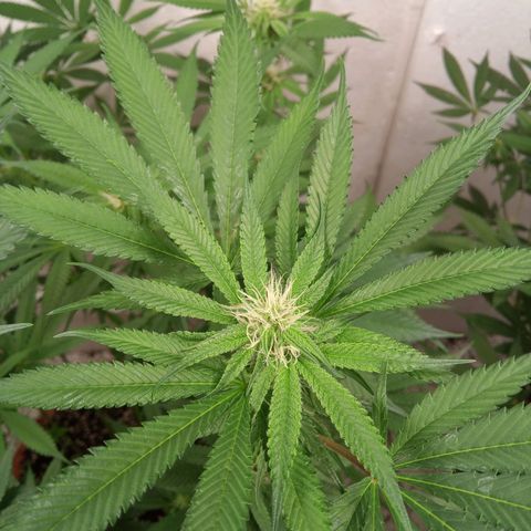 Seriotica a la GaNjaJoHnNaY growlog timeline photo
