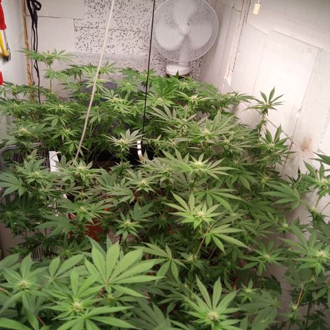 Seriotica a la GaNjaJoHnNaY growlog timeline photo