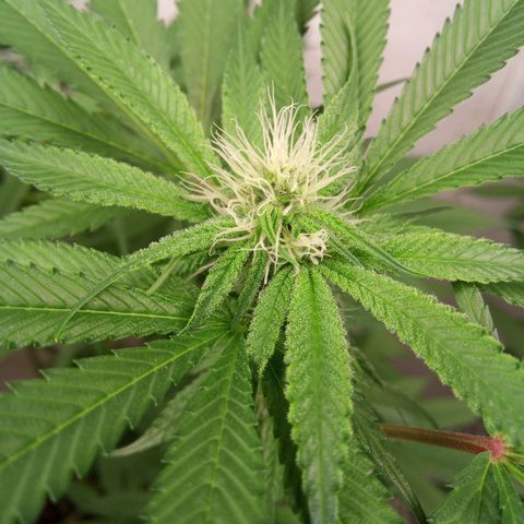 Seriotica a la GaNjaJoHnNaY growlog timeline photo
