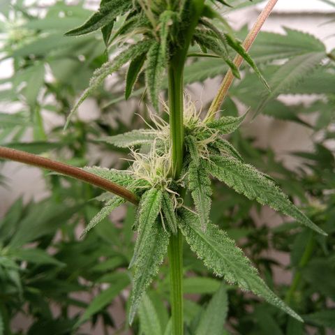 Seriotica a la GaNjaJoHnNaY growlog timeline photo