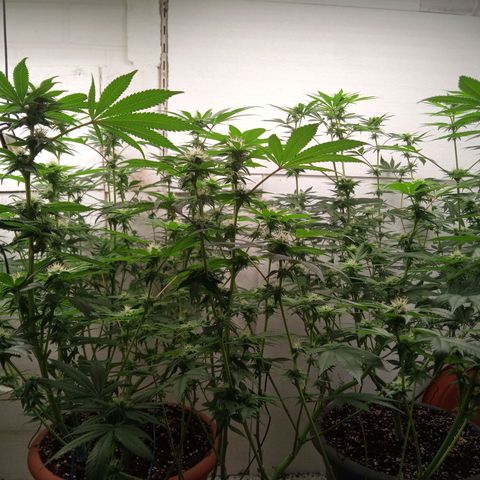 Seriotica a la GaNjaJoHnNaY growlog timeline photo