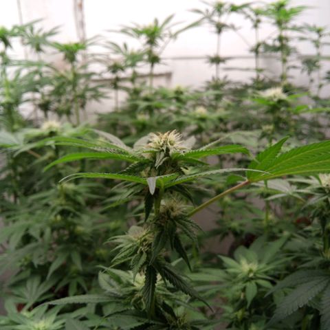 Seriotica a la GaNjaJoHnNaY growlog timeline photo