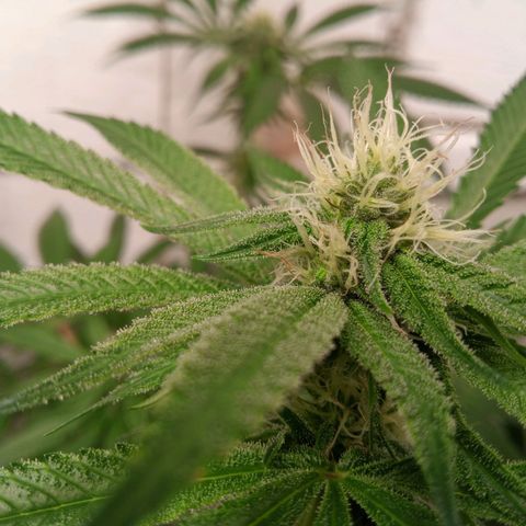 Seriotica a la GaNjaJoHnNaY growlog timeline photo