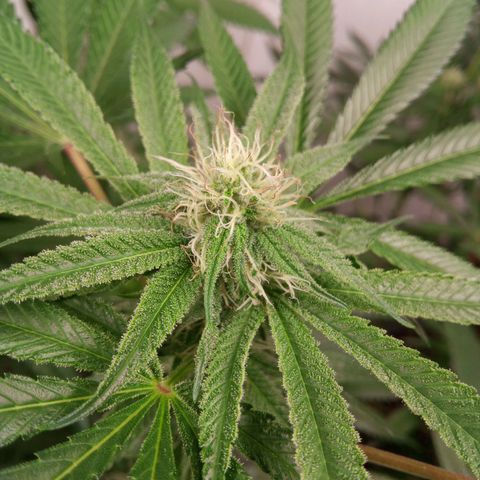 Seriotica a la GaNjaJoHnNaY growlog timeline photo
