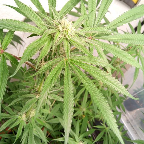 Seriotica a la GaNjaJoHnNaY growlog timeline photo