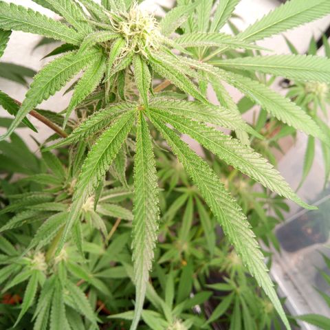 Seriotica a la GaNjaJoHnNaY growlog timeline photo