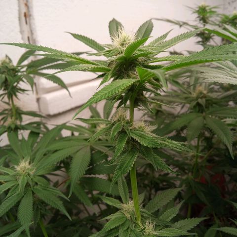 Seriotica a la GaNjaJoHnNaY growlog timeline photo