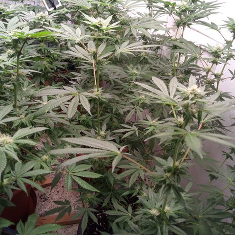Seriotica a la GaNjaJoHnNaY growlog timeline photo