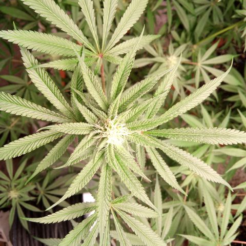 Seriotica a la GaNjaJoHnNaY growlog timeline photo