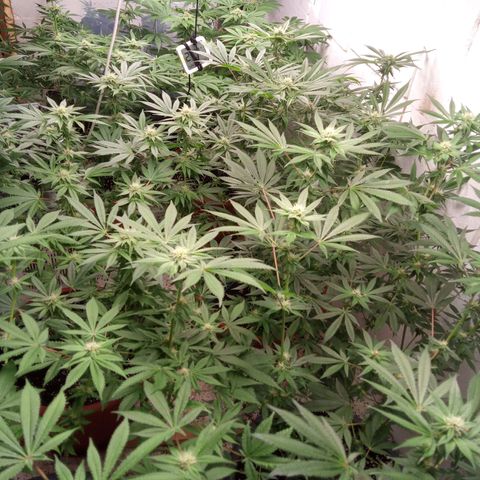Seriotica a la GaNjaJoHnNaY growlog timeline photo