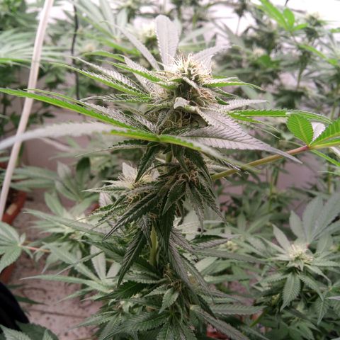 Seriotica a la GaNjaJoHnNaY growlog timeline photo