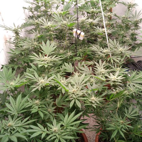 Seriotica a la GaNjaJoHnNaY growlog timeline photo