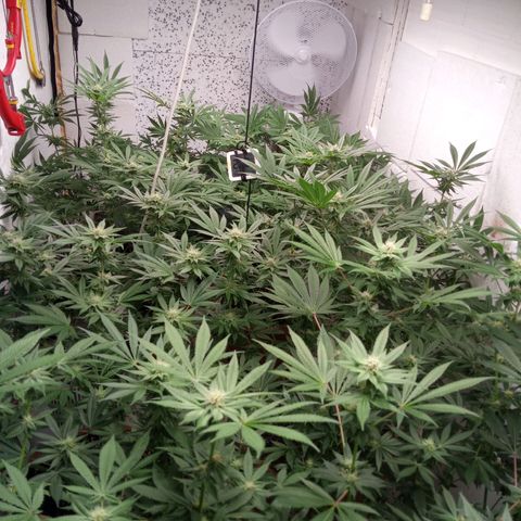 Seriotica a la GaNjaJoHnNaY growlog timeline photo