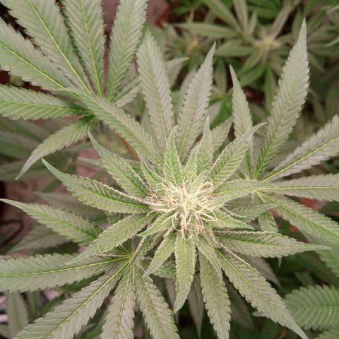 Seriotica a la GaNjaJoHnNaY growlog timeline photo