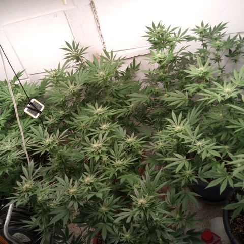 Seriotica a la GaNjaJoHnNaY growlog timeline photo