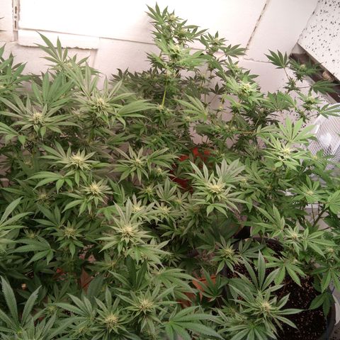 Seriotica a la GaNjaJoHnNaY growlog timeline photo
