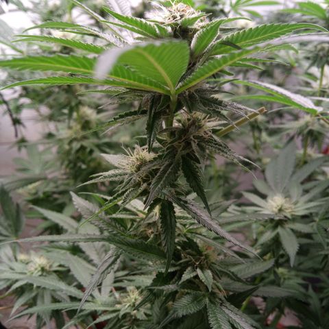 Seriotica a la GaNjaJoHnNaY growlog timeline photo