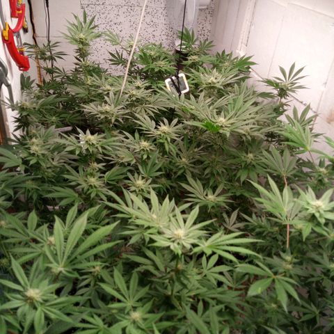Seriotica a la GaNjaJoHnNaY growlog timeline photo