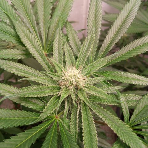 Seriotica a la GaNjaJoHnNaY growlog timeline photo