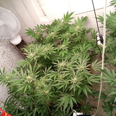 Seriotica a la GaNjaJoHnNaY growlog timeline photo