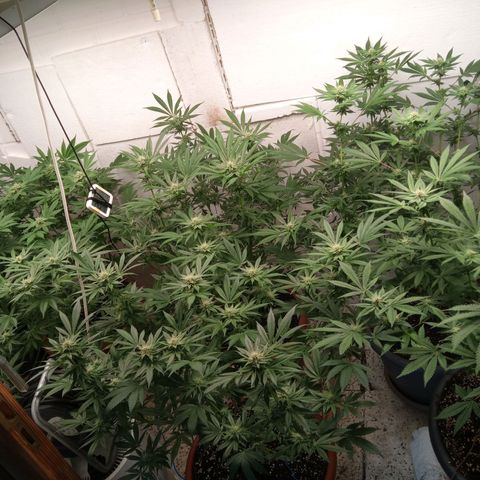 Seriotica a la GaNjaJoHnNaY growlog timeline photo