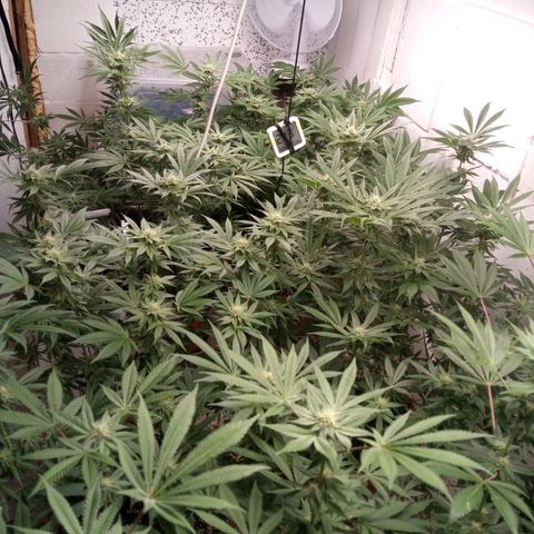 Seriotica a la GaNjaJoHnNaY growlog timeline photo