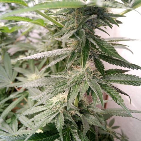 Seriotica a la GaNjaJoHnNaY growlog timeline photo