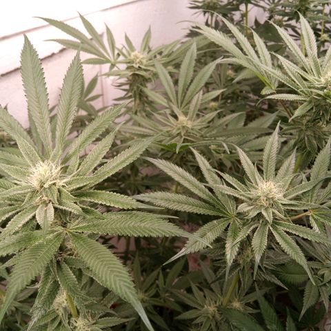 Seriotica a la GaNjaJoHnNaY growlog timeline photo