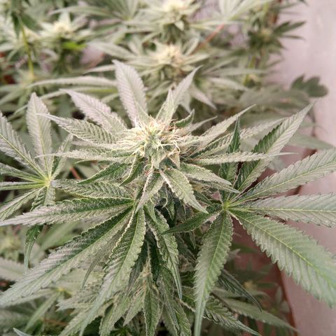 Seriotica a la GaNjaJoHnNaY growlog timeline photo