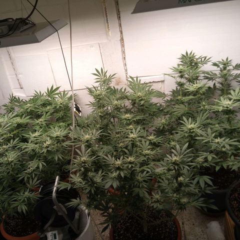 Seriotica a la GaNjaJoHnNaY growlog timeline photo