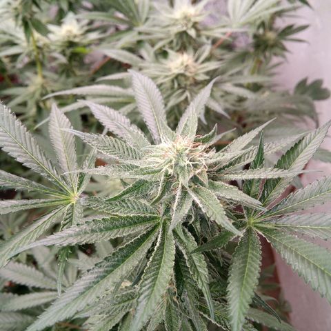Seriotica a la GaNjaJoHnNaY growlog timeline photo