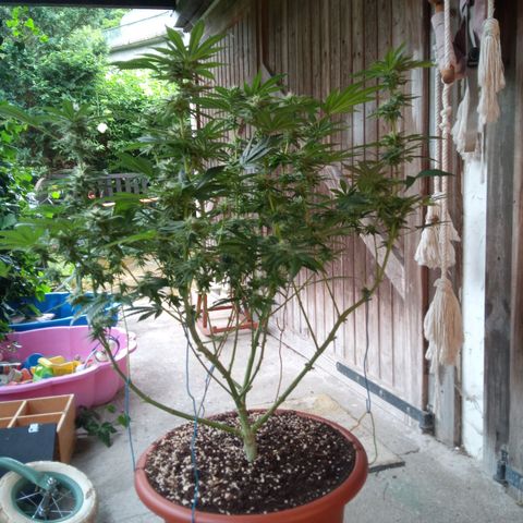Seriotica a la GaNjaJoHnNaY growlog timeline photo