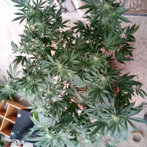 Seriotica a la GaNjaJoHnNaY growlog timeline photo