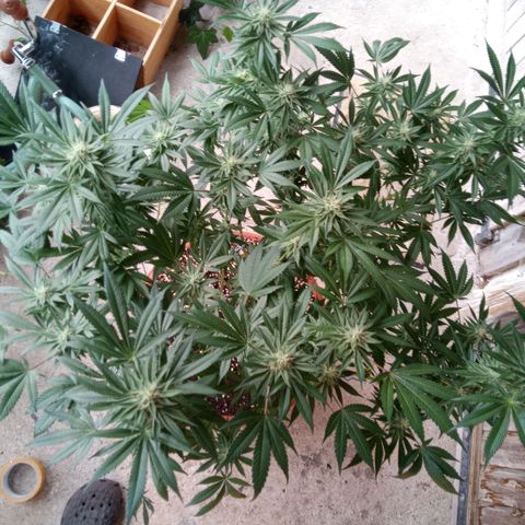 Seriotica a la GaNjaJoHnNaY growlog timeline photo