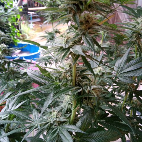 Seriotica a la GaNjaJoHnNaY growlog timeline photo