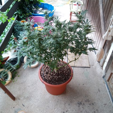 Seriotica a la GaNjaJoHnNaY growlog timeline photo