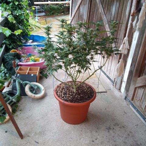 Seriotica a la GaNjaJoHnNaY growlog timeline photo