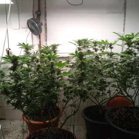 Seriotica a la GaNjaJoHnNaY growlog timeline photo