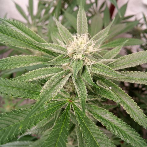 Seriotica a la GaNjaJoHnNaY growlog timeline photo