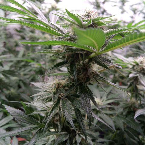 Seriotica a la GaNjaJoHnNaY growlog timeline photo