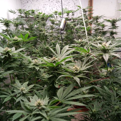 Seriotica a la GaNjaJoHnNaY growlog timeline photo