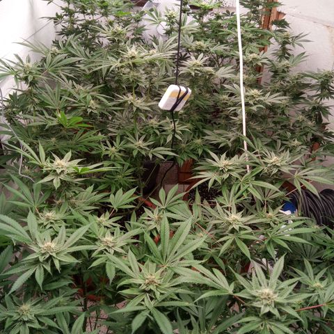 Seriotica a la GaNjaJoHnNaY growlog timeline photo