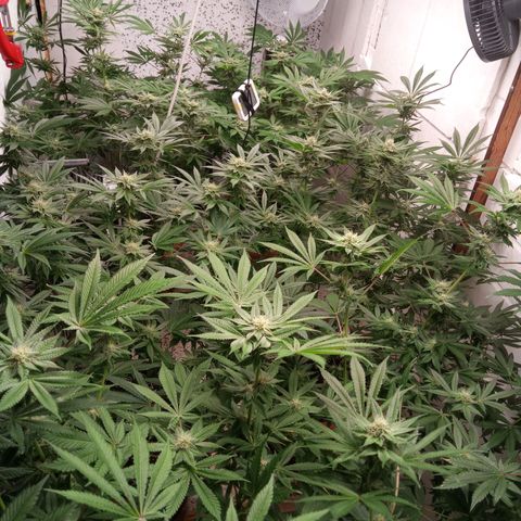 Seriotica a la GaNjaJoHnNaY growlog timeline photo
